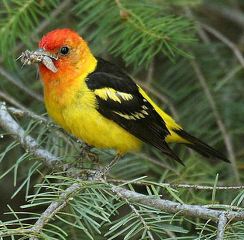 western tanager 2